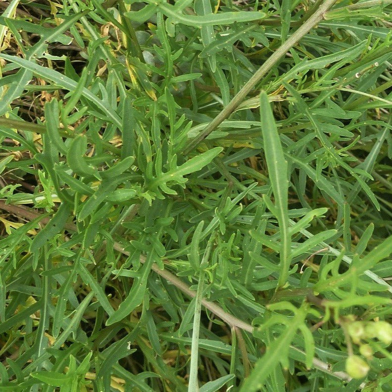 wilde-rucola-diplotaxis-tenuifolia