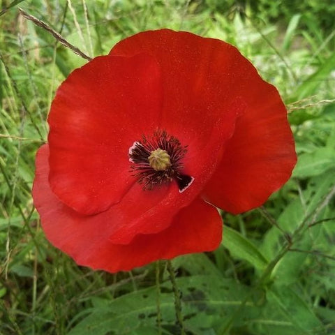 Grote Klaproos (Papaver rhoeas)