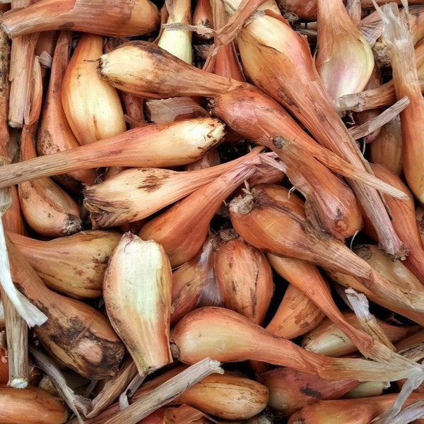 sint-jansui-allium-x-cornutum