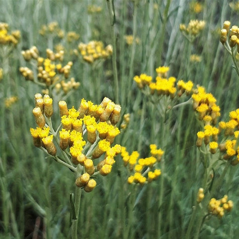 Kerrieplant (Helichrysum italicum)