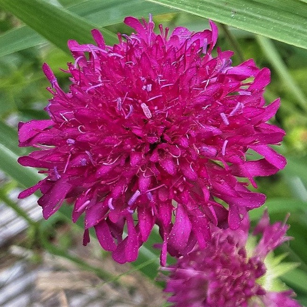 Macedonische Beemdkroon (Knautia macedonica)