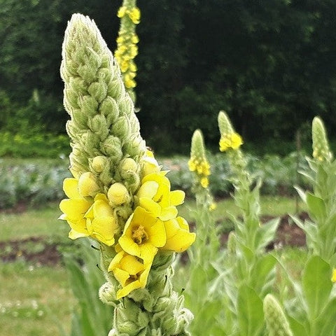 Koningskaars (Verbascum thapsus)