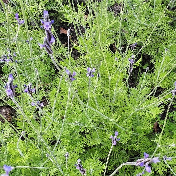 Oregano lavendel (Lavandula multifida)