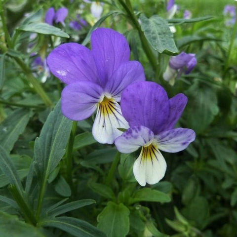 driekleurig-viooltje-viola-tricolor