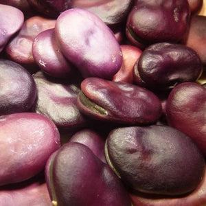 tuinboon-purple-fava
