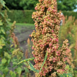 Quinoa biobio (Chenopodium quinoa)