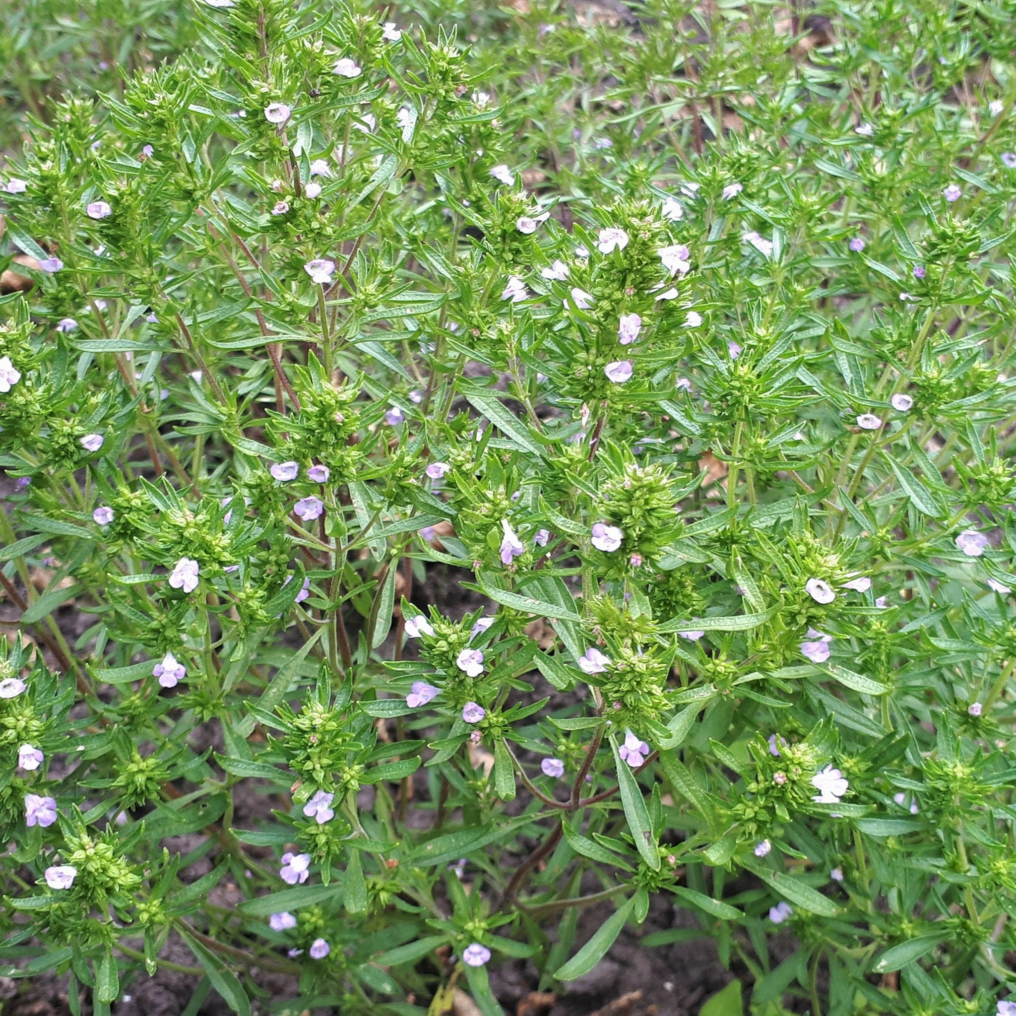 Eenjarig bonenkruid (Satureja hortensis)