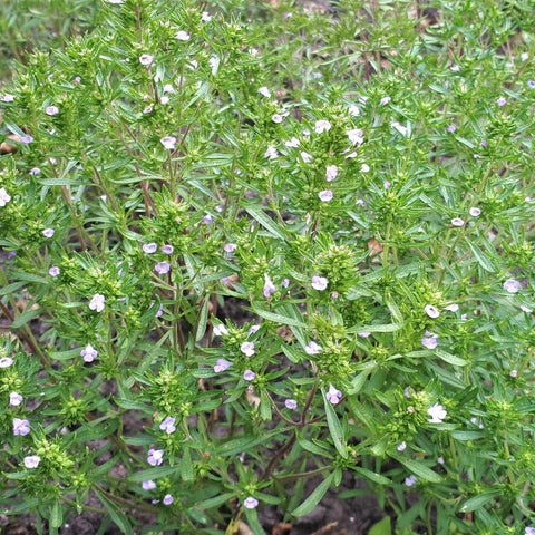 Eenjarig bonenkruid (Satureja hortensis)