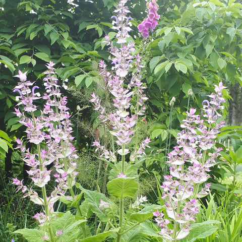 Scharlei (salvia sclarea)