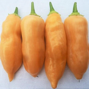 Sugar Rush Peach (Capsicum baccatum)