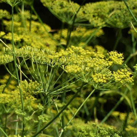 Venkel (Foeniculum vulgare)