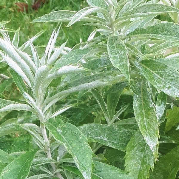 Westerse bijvoet (Artemisia ludoviciana) – De Tuinen van Weldadigheid