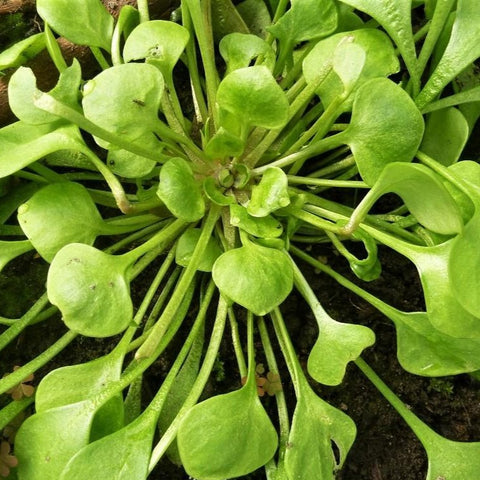 winterpostelein-claytonia-perfoliata