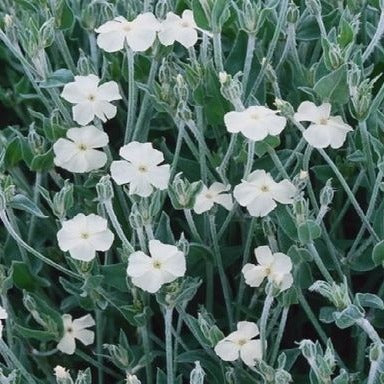 Witte Prikneus  (Lychnis coronaria 'Alba')