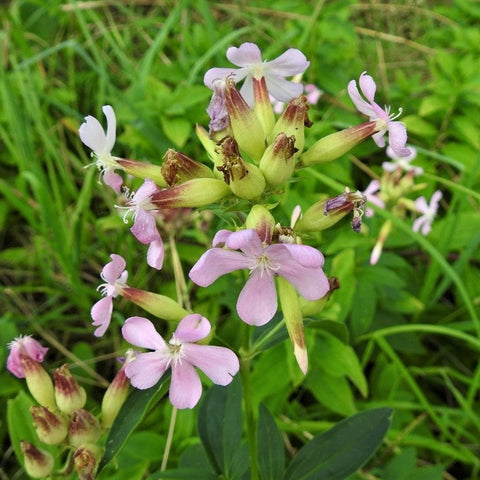 Zeepkruid (Saponaria officinalis)