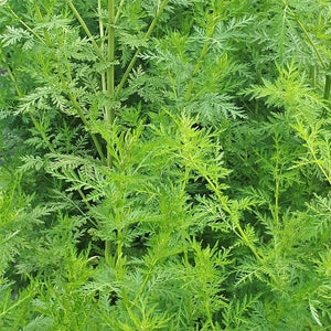 Zomeralsem (Artemisia annua)