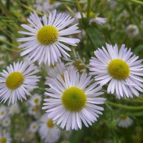 Zomerfijnstraal (Erigeron annuus)