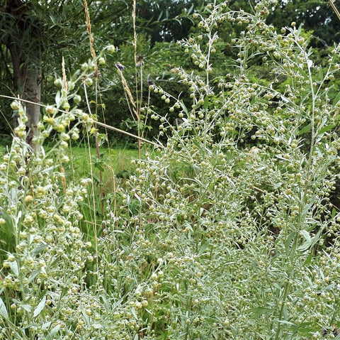 Absintalsem (Artemisia absinthium)