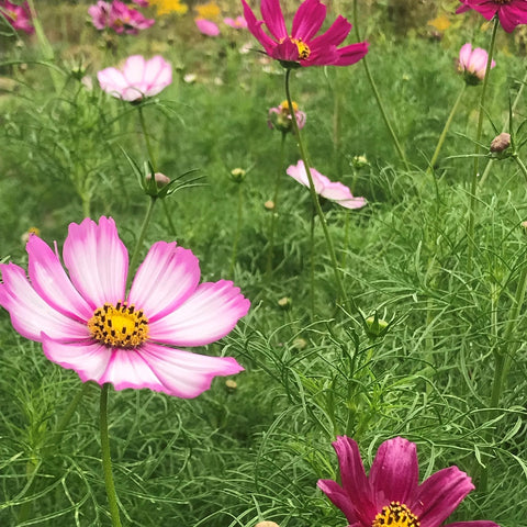 Cosmea roze mix (Cosmos bipinnatus)