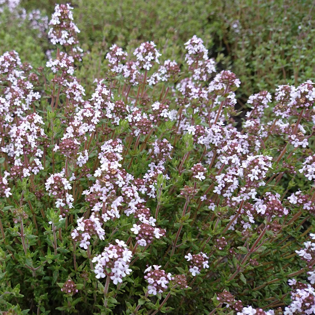 Echte tijm (thymus vulgaris)