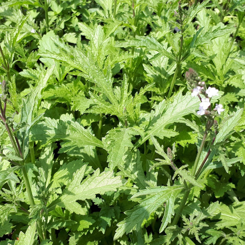 IJzerhard (verbena officinalis)