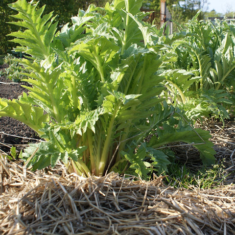 Kardoen (Cynara cardunculus)