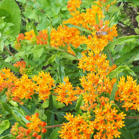 Knolzijdeplant (Asclepias tuberosa)