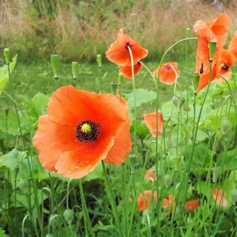 Kleine Klaproos (Papaver dubium)